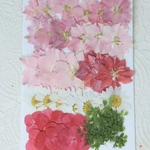 押し花千鳥草と小花セット