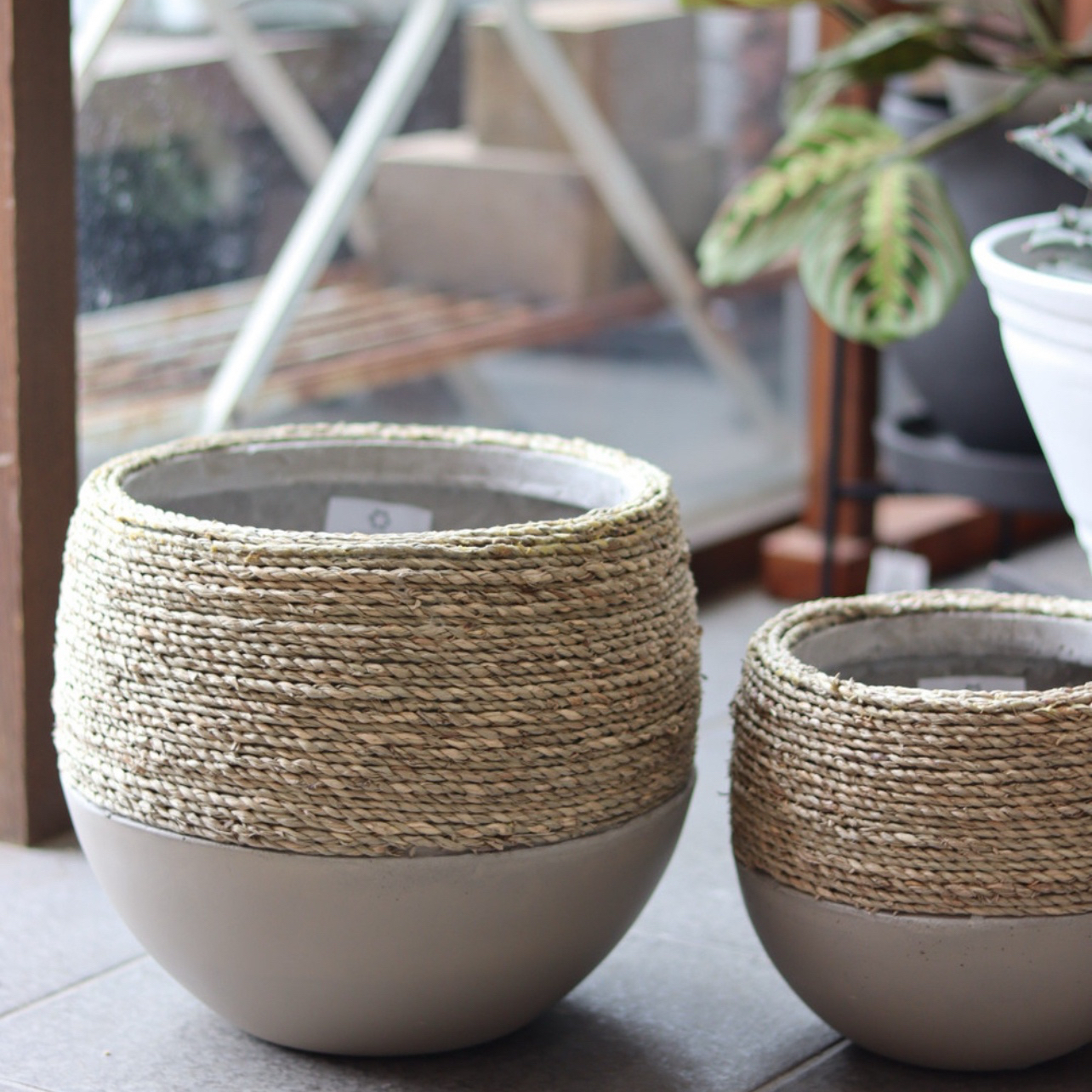 アンスリウムマルバとウッド鉢カバーセット アンスリウムマルバとウッド鉢カバーセット アンスリウムマルバと