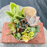 1点限り！多肉寄せ植え