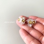 【alpine plant】gold