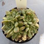 オリーブ＊土つき苗・多肉植物