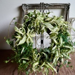 【大特価】シンゴニウムホワイトのリース仕立て