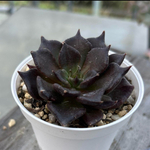 多肉植物 ブラックマディバ