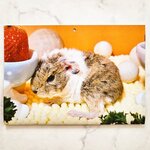 2026 モルモット カレンダー A4冊子(見開きA3)