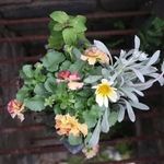 ビオラ アイクルールの寄せ植え④  