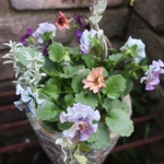 ビオラ アイクルールの寄せ植え③  