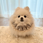 (ﾍﾞｰｼﾞｭ) ファーフリルケープ
