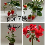 クレイフラワー　ストロベリー、ゼラニウム
