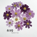 🌸コスモス　正面12輪　＊ 押し花
