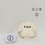 アザラシのあかちゃん②