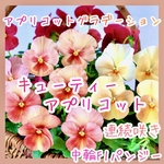 F1 パンジー　キューティーアプリコット　苗　中輪　連続開花　グラデーションが綺麗❣️ゴージャス　寄せ植え可愛い🩷
