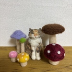 羊毛三毛猫さん(きのこセット)