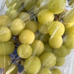 袋が被り木に成育したまま、美味しくなった黄色粒で枝は緑色と茶色の完熟シャインマスカット💛