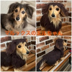 羊毛フェルトオーダー（抱っこ出来る大きさ）シェルティ  柴犬 トイプードル コーギー ポメラニアン チワワ ペキニーズ ダックス他相談してね