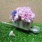 【ﾐﾆﾁｭｱ】ｽﾀｰﾁｽ（ﾄﾞﾗｲ）の花車