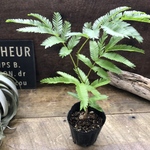 3号♡エバーフレッシュ♡観葉植物♡インテリア