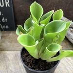 ヘリアンフォラ♡ minor hvb.♡食虫植物♡多肉植物♡インテリア♡希少な