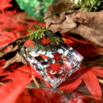 【アクアリウム東京後夜祭✴︎10/26(日)21時〜販売予定】金魚の紅葉池