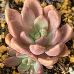 メロディ子ども付き！＊多肉植物＊抜き苗