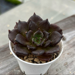 多肉植物 ブラックマディバ