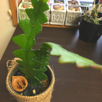 フィッシュボーン 多肉植物の抜き苗