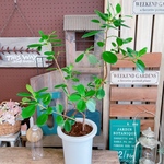 激安！！現品SALE♡レア【パンダガジュマル】幸せの木♡かっこいい観葉植物♡人気グリーン