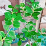 激安！！現品SALE♡レア【パンダガジュマル】幸せの木♡かっこいい観葉植物♡人気グリーン
