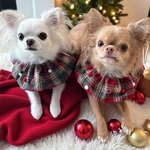 【🎄特集掲載🎄】Christmas check ポンポン cape -green- ♡ / うちの子刺繍/スタイ/ケープ/ネーム/バースデースタイ/お誕生日スタイ/ おしゃれ/犬/クリスマス