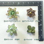 ＊受注生産＊1個から選べるマグネット（800円～）✨【ピタッとくっつく多肉植物のマグネット】／一粒タイプ