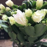 3個のみ♡プチダイヤモンド♡豪華な多肉植物♡デンマークカクタス♡希少♡観葉植物