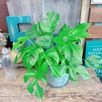 現品♡【ヒメモンステラ】育てやすい人気の観葉植物！くすみグリーン系ブリキ鉢♪姫モンステラ