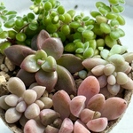 メロディ入り！他人丼寄せ植え＊多肉植物＊ポットごと