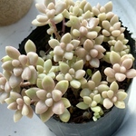 モコモコ姫秀麗＊多肉植物＊ポットごと