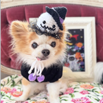 犬 ハロウィン ゴースト おばけ 帽子 ♡ 猫 ペット ハロウィン帽子  被り物 かぶりもの 冠 かぼちゃ ニット