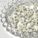 💎【19】訳あり品 かすみ草ドライフラワー