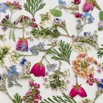 【限定３点】押し花ミックスセット