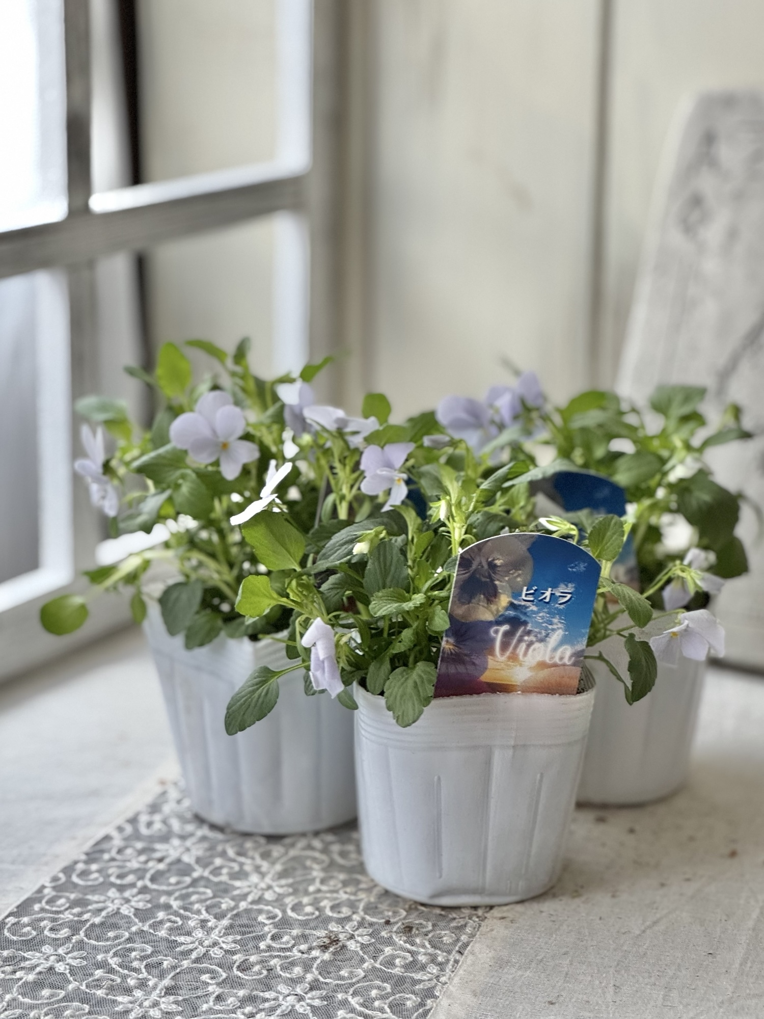 フェデネージュ ブルー♡パンジー ビオラ 桂楓園×k-plantsコラボ - Le