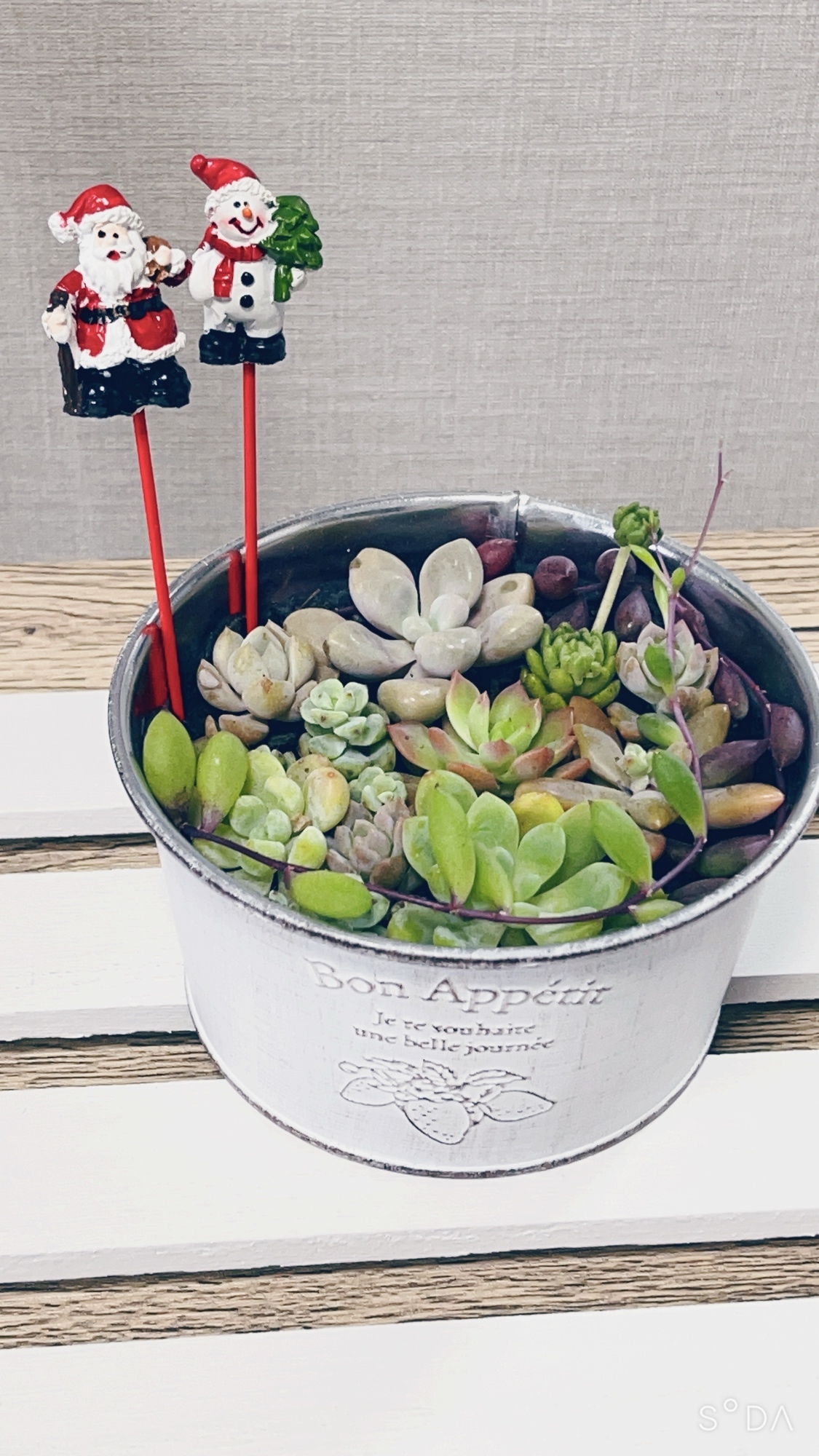 カット苗の人気通販 | minne byGMOペパボ 国内最大級のハンドメイド