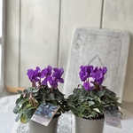 ミニシクラメン『ドラゴン』　（濃いパープル）