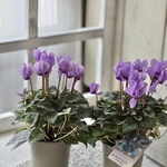 ミニシクラメン『ドラゴン』　淡いパープル　3.5寸　1苗