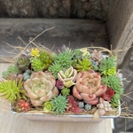 多肉植物寄せ植え　そのまま飾れます