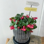 真っ赤な実が可愛い✴︎チェッカーベリーの鉢植え(ピック付き)