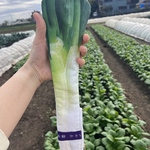 ネギのポーチ🌱