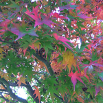 nyfreedom-1様のお部屋❣️
