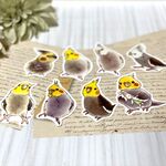 耐水ステッカー　オカメインコ２