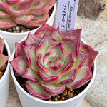 新入荷 多肉植物 エケベリア ファイヤーローズ 超美苗 レア種