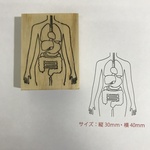 人体内臓スタンプ 小