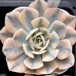 【SALE】マカベアナ錦　大株　韓国苗　多肉植物