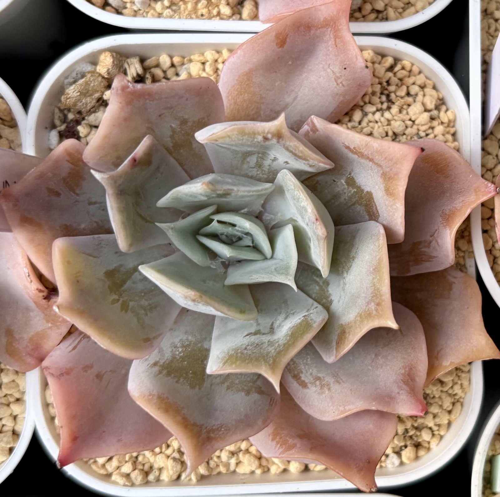 特大❣️豪華根付き韓国苗寄せ植え❣️ 根付き小株8個セット エケベリア 韓国苗 多肉植物 寄せ植え お買い得