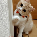 2025🎃ハロウイン襟付き猫の首輪②
